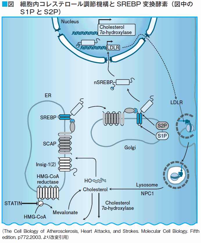 細胞内コレステロール調節機構とSREBP変換酵素（図中のS1PとS2P）