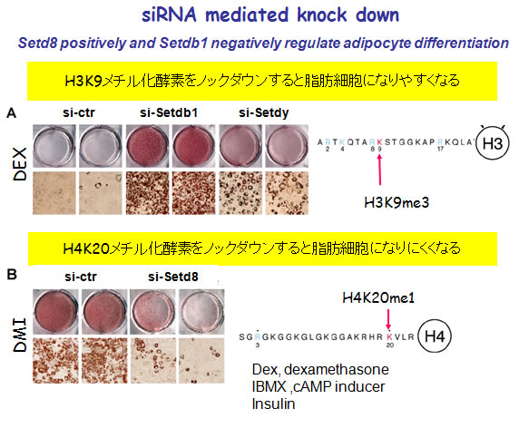 (図6) RNA干渉法による遺伝子ノックダウン