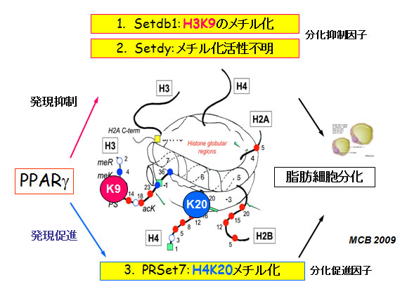 (図7)PPARγはヒストン修飾酵素遺伝子の発現制御を行うことでエピジェノミックな制御の役割を担う