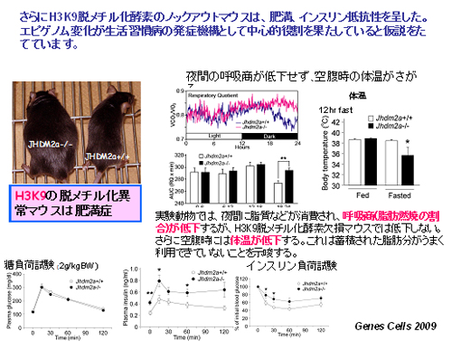 (図8) H3K9メチル化酵素欠損マウスは肥満・インスリン抵抗性を呈する